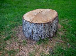 Best Tree Risk Assessment  in Milltown, NJ