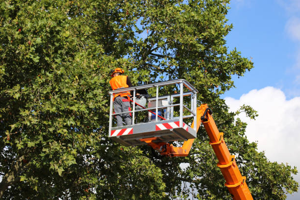 Best Tree Disease Treatment  in Milltown, NJ