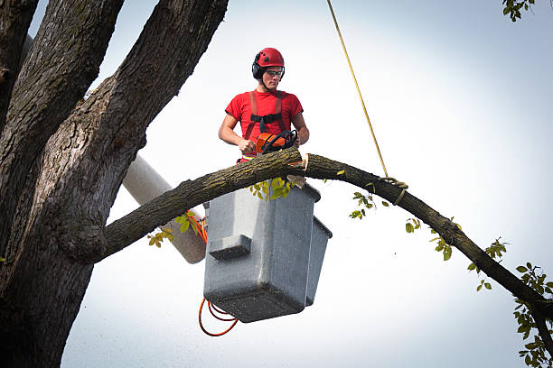 Best Palm Tree Trimming  in Milltown, NJ