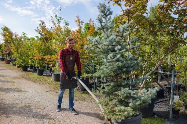Best Emergency Tree Removal  in Milltown, NJ